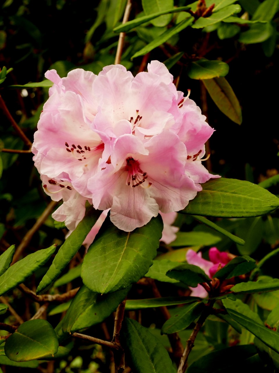 R. hirtipes
